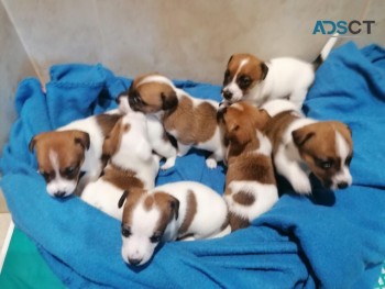 JACK RUSSELL TERRIER PUPPIES