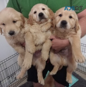 Stunning Golden Retriever Puppies