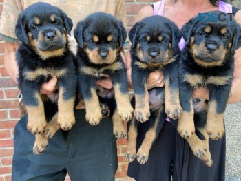 Beautiful German Shepard Puppies