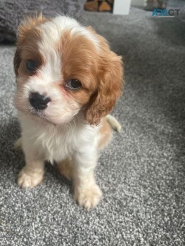 GORGEOUS Cavalier King Charles