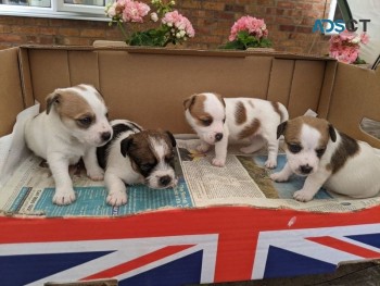 Purebred Jack Russell Pups available
