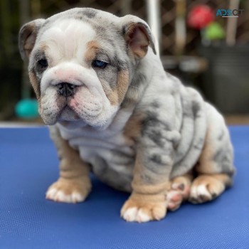 English bulldog puppies for sale male an