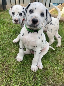 Dalmatian Puppies Available