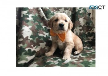 Golden Retriever puppies available now 