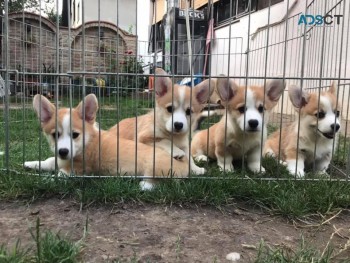  Corgi Puppies For Sale