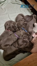 Cute Outstanding Great Dane Puppies