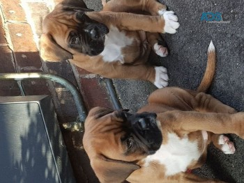 Gorgeous Boxer available