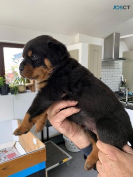 Registered Rottweiler puppies for rehomi