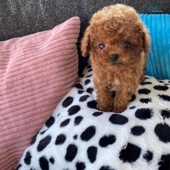 Charming Maltipoo puppies