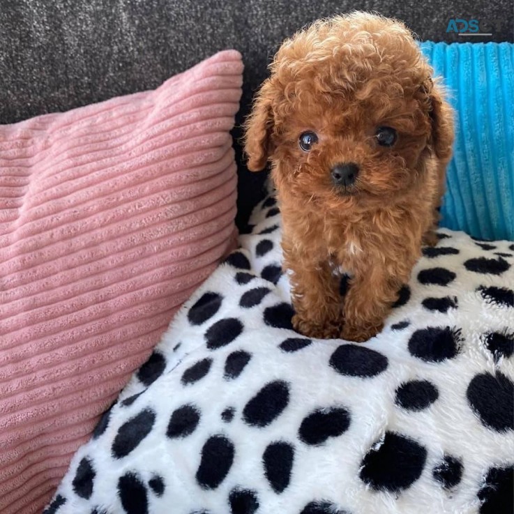 Charming Maltipoo puppies
