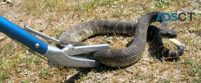 Snake Exterminator 