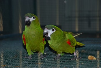 Hahns Macaw parrots