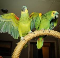  Amazon parrots 