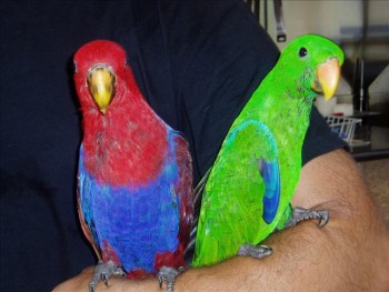 Pair of Eclectus parrots  