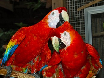 Scarlet Macaw Available
