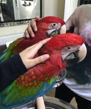 Green wing macaw 