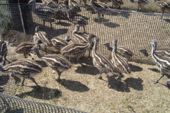 Emu chicks and fertile emu eggs