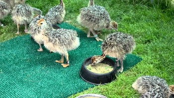Ostrich Chicks and Fertile Ostrich eggs