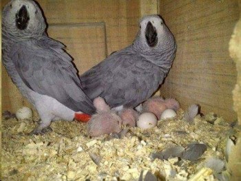 Tamed African Grey Parrot With Cage