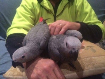 Breeding Pair African Grey parrots