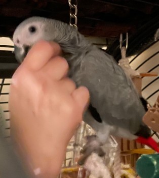 Tame African Grey Parrots