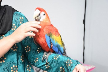 Baby Scarlet Macaw Parrot