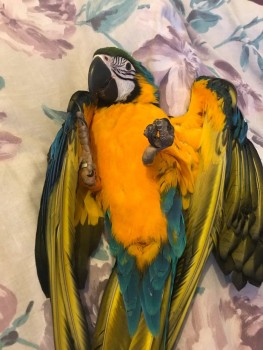 Super Tame Blue and Gold Macaw