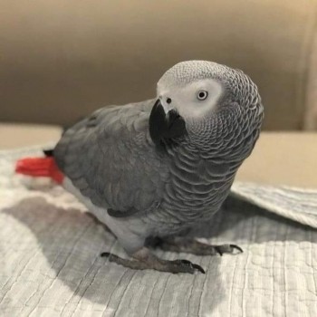 African Gray Parrots Available