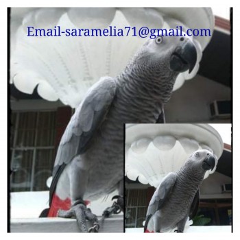 African Gray Parrot 