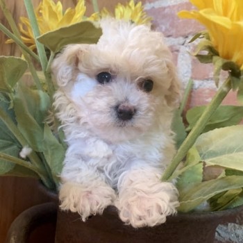 Maltese X poodle  puppies for Sale 