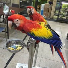 Scarlet macaw Parrots For Sale