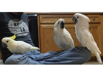Intelligent Cockatoo Parrots Available