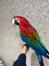 stunning hand reared green wing macaw fo