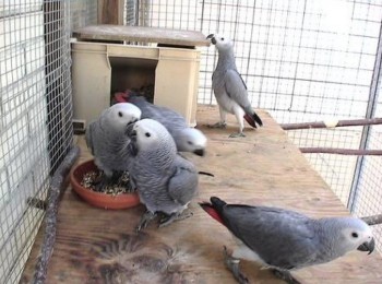 11 months old African Grey Parrots