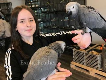 Hand Reared African Grey Parrots For Sal
