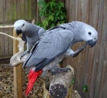 Pair of Talking African Grey parrots Pai