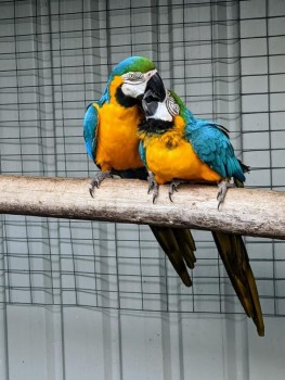 A Pair of Blue and Gold Macaws parrots