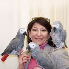 African Grey youngsters Negotiable 