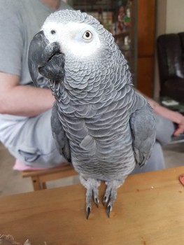 Tamed Baby African Grey For Sale