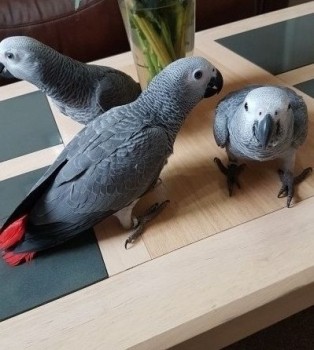 Hand Reared Baby African Grey