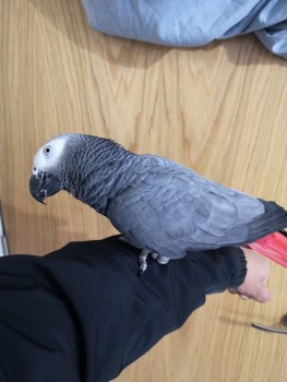  3 Pair Of African Greys