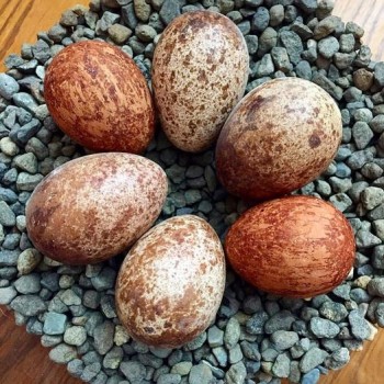 Parrot Egg https://exoticparrotsfarm.com