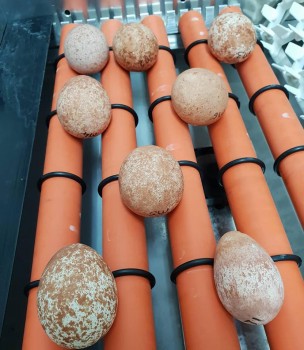 Parrot Egg https://exoticparrotsfarm.com