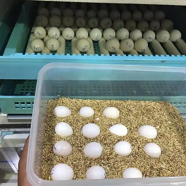 Parrot Egg https://exoticparrotsfarm.com