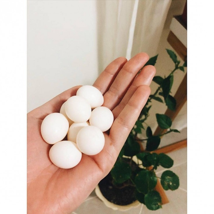 Parrot Egg https://exoticparrotsfarm.com