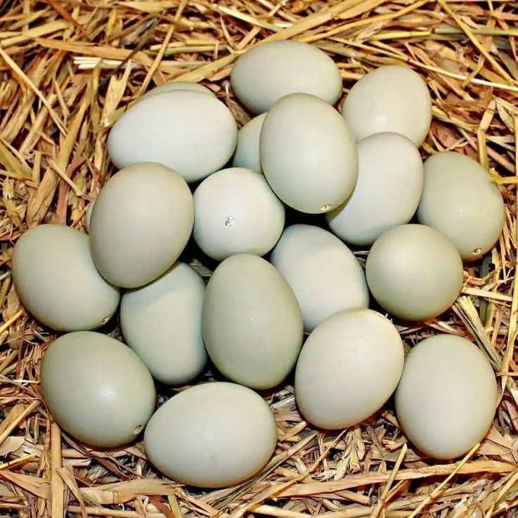 Parrot Egg https://exoticparrotsfarm.com