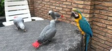 African Gray Parrots and Macaws for sale