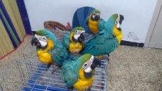 Blue and Gold Macaw parrots for sale.