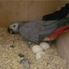 Parrots and their eggs for sale 