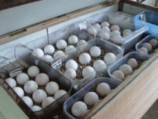 Fertile parrot eggs and parrot for sale 